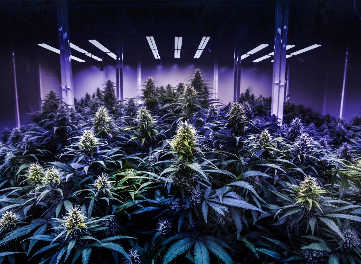 weed only darknet market