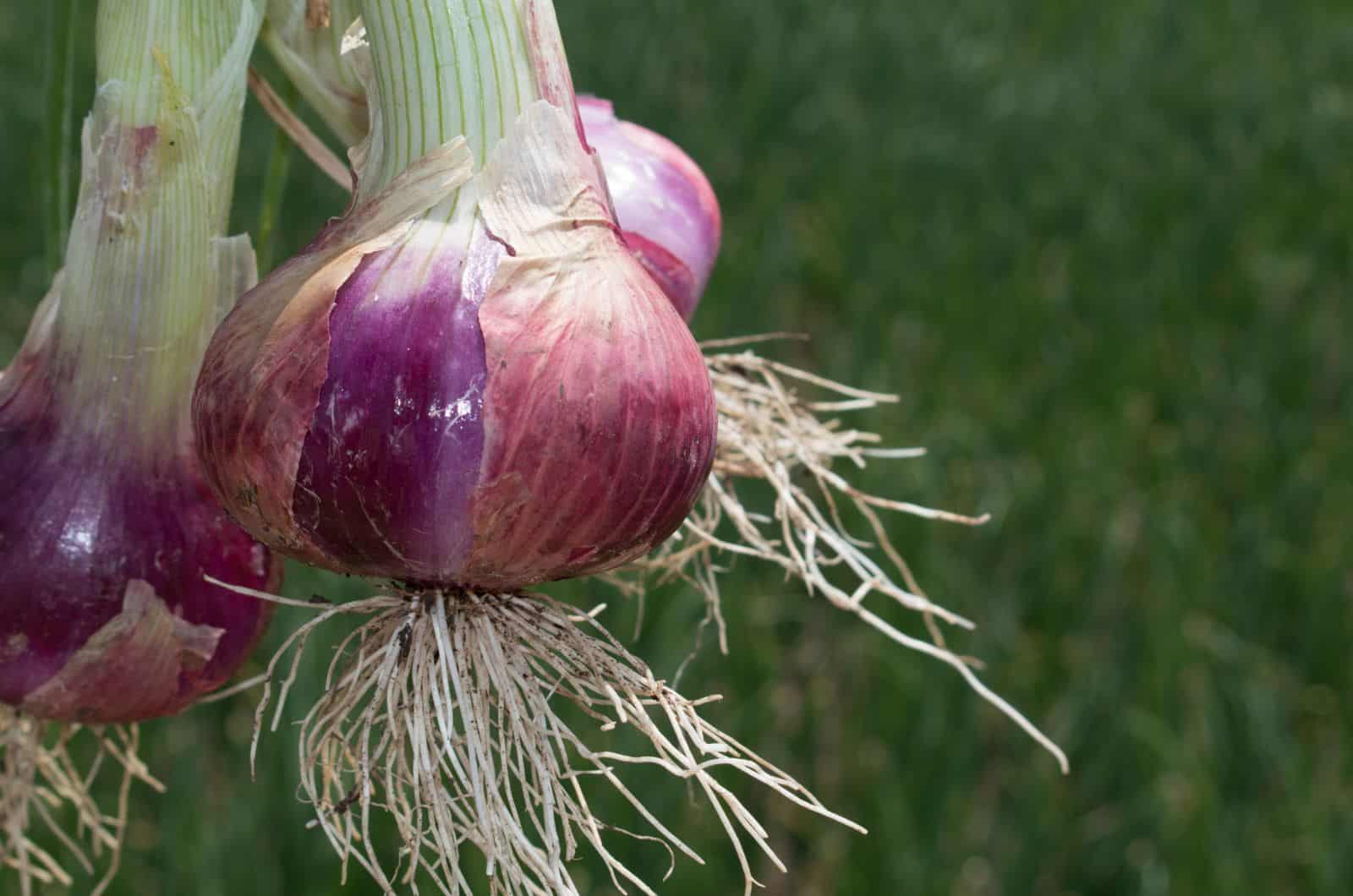 onion websites for credit cards